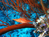 Safaga 2007