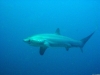 IMG_1904.jpg