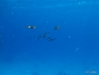 DSC01354.JPG
