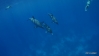 Dolph3.JPG