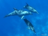 Dolph5.JPG